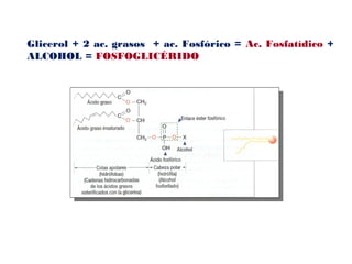 Glicerol + 2 ac. grasos + ac. Fosfórico = Ac. Fosfatídico +
ALCOHOL = FOSFOGLICÉRIDO
 