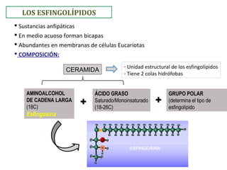 LOS ESFINGOLÍPIDOS
 Sustancias anfipáticas
 En medio acuoso forman bicapas
 Abundantes en membranas de células Eucariotas
 COMPOSICIÓN:
AMINOALCOHOL
DE CADENA LARGA
(18C)
Esfingosina
ÁCIDO GRASO
Saturado/Monoinsaturado
(18-26C)
GRUPO POLAR
(determina el tipo de
esfingolípido
++
CERAMIDA
- Unidad estructural de los esfingolípidos
- Tiene 2 colas hidrófobas
 