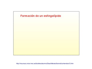 http://recursos.cnice.mec.es/biosfera/alumno/2bachillerato/biomol/contenidos12.htm
 