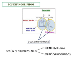 LOS ESFINGOLÍPIDOS
COLAS HIDRÓFOBAS
SEGÚN EL GRUPO POLAR
ESFINGOMIELINAS
ESFINGOGLUCOLÍPIDOS
 