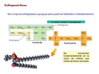 Esfingomielinas
Son un tipo de esfingolípidos cuyo grupo polar puede ser fosfocolina o fosfoetanolamina.
Se encuentran
fundamentalmente en la
vaina de mielina que
rodea las fibras nerviosas
 