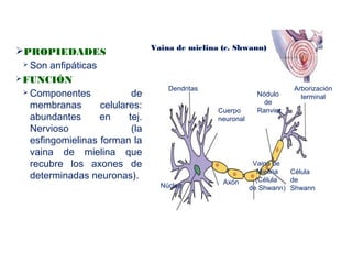 PROPIEDADES
 Son anfipáticas
FUNCIÓN
 Componentes de
membranas celulares:
abundantes en tej.
Nervioso (la
esfingomielinas forman la
vaina de mielina que
recubre los axones de
determinadas neuronas).
Vaina de mielina (c. Shwann)
Dendritas
Axón
Arborización
terminal
Vaina de
Mielina
(Célula
de Shwann)
Nódulo
de
RanvierCuerpo
neuronal
Núcleo
Célula
de
Shwann
 