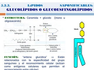 5.2.3. LíPIDOS SAPONIFICABLES:
GLUCOLÍPIDOS O GLUCOESFINGOLÍPIDOS
 ESTRUCTURA: Ceramida + glúcido (mono u
oligosacárido)
FUNCIÓN: “antena glucídica” ⇒ Están
relacionados con la especificidad del grupo
sanguíneo y el reconocimiento celular (actúan
como antígenos celulares que permiten el
 