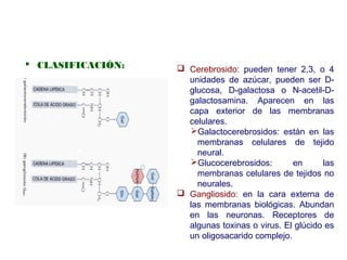  CLASIFICACIÓN:  Cerebrosido: pueden tener 2,3, o 4
unidades de azúcar, pueden ser D-
glucosa, D-galactosa o N-acetil-D-
galactosamina. Aparecen en las
capa exterior de las membranas
celulares.
Galactocerebrosidos: están en las
membranas celulares de tejido
neural.
Glucocerebrosidos: en las
membranas celulares de tejidos no
neurales.
 Gangliosido: en la cara externa de
las membranas biológicas. Abundan
en las neuronas. Receptores de
algunas toxinas o virus. El glúcido es
un oligosacarido complejo.
 
