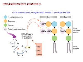 Esfingoglucolípidos: gangliósidos
N-acetilgalactosamina
Galactosa
Glucosa
Ácido N-acetilneuramínico Colas
glucídicas
polares
Colas
apolares
La ceramida se une a un oligosacárido ramificado con restos de NANA
El NANA aporta
carga negativa
al grupo polar.
 
