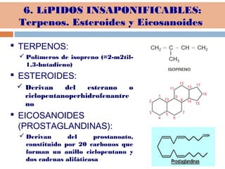  TERPENOS:
 Polímeros de isopreno (=2-m2til-
1,3-butadieno)
 ESTEROIDES:
 Derivan del esterano o
ciclopentanoperhidrofenantre
no
 EICOSANOIDES
(PROSTAGLANDINAS):
 Derivan del prostanoato,
constituido por 20 carbonos que
forman un anillo ciclopentano y
dos cadenas alifáticasa
6. LíPIDOS INSAPONIFICABLES:
Terpenos. Esteroides y Eicosanoides
 