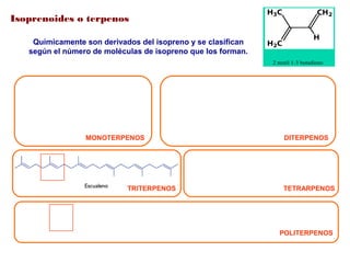 Isoprenoides o terpenos
Químicamente son derivados del isopreno y se clasifican
según el número de moléculas de isopreno que los forman.
POLITERPENOS
TETRARPENOSTRITERPENOS
DITERPENOSMONOTERPENOS
 