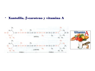  Xantofila, β-caroteno y vitamina A
 