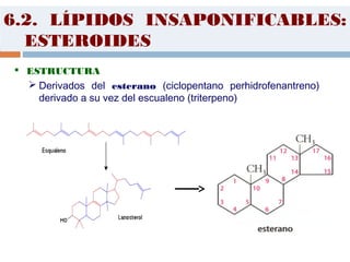 6.2. LÍPIDOS INSAPONIFICABLES:
ESTEROIDES
 ESTRUCTURA
 Derivados del esterano (ciclopentano perhidrofenantreno)
derivado a su vez del escualeno (triterpeno)
            
 