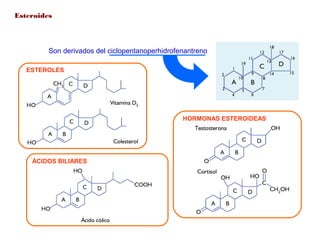 Esteroides
Son derivados del ciclopentanoperhidrofenantreno
ESTEROLES
HORMONAS ESTEROIDEAS
ÁCIDOS BILIARES
 