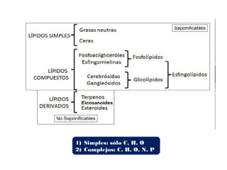 1) Simples: sólo C, H, O
2) Complejos: C, H, O, N, P
 