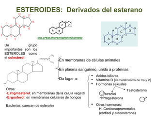 ESTEROIDES: Derivados del esterano
-En membranas de células animales
-En plasma sanguíneo, unido a proteínas
-Da lugar a:
 Ácidos biliares
 Vitamina D (=>metabolismo de Ca y P)
 Hormonas sexuales
 Otras hormonas:
H. Corticosuprarrenales
(cortisol y aldoesterona)
Testosterona
-Estradiol
-Progesterona
Un grupo
importantes son los
ESTEROLES como
el colesterol:
Otros:
-Estigmasterol: en membranas de la célula vegetal
-Ergosterol: en membranas celulares de hongos
Bacterias: carecen de esteroles
 