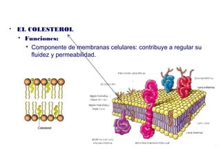  EL COLESTEROL
 Funciones:
 Componente de membranas celulares: contribuye a regular su
fluidez y permeabilidad.
 