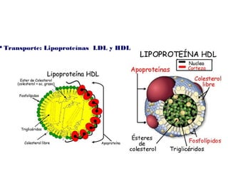  Transporte: Lipoproteínas LDL y HDL
 