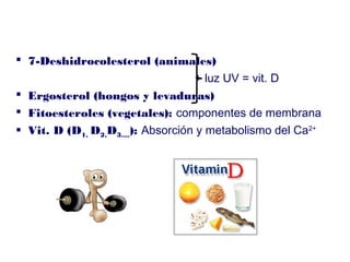  7-Deshidrocolesterol (animales)
+ luz UV = vit. D
 Ergosterol (hongos y levaduras)
 Fitoesteroles (vegetales): componentes de membrana
 Vit. D (D1, D2,D3....): Absorción y metabolismo del Ca2+
 