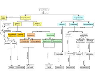 Ácidos
Grasos
InsaponificablesSaponificables
Lípidos
Complejos
Lípidos
Simples Esteroides
Insaturados
Estructural
ProstaglandinasSaturados Terpenos
Sebos
Reserva
Aceites
GlucolípidosFosfolípidos
Céridos
(ceras)
Acilglicéridos
(Grasas)
poseen
Membranas
celulares
GangliósidosFosfoglicéridos Fosfoesfingolípidos Cerebrósidos
Hormonas
Esterorideas
Esteroles
Hormonas
Suprarrenales
Hormonas
Sexuales
Aldosterona
Cortisol
Progesterona
Testosterona
Colesterol
Carotenoides
Vitamina A,K
Relación
Celular
Se clasifican
Se dividen Se dividen
Derivan de
son son
Se dividen Se dividen Se dividen
Poseen
Poseen
Son
Pueden ser
son
Función
Función
Seencuentran
Implicados
Ejemplos
Ejemplo
Ejemplos
Ejemplos
Vitamínica Estructural Biocatalizadora
Función
Función
Función
Los lípidos
 