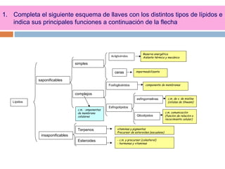 1. Completa el siguiente esquema de llaves con los distintos tipos de lípidos e
indica sus principales funciones a continuación de la flecha
Lípidos
saponificables
insaponificables
simples
Terpenos
complejos
Esteroides
Fosfoglicéridos
Esfingolípidos
ceras
Glicolípidos
esfingomielinas
impermeabilizante
- c.m. y precursor (colesterol)
- hormonas y vitaminas
vitaminas y pigmentos
Precursor de esteroides (escualeno)
componente de membranas
c.m. de v. de mielina
(células de Shwann)
c.m. comunicación
(función de relación o
recocimiento celular)
c.m. : omponentes
de membrana
celulares
Acilglicéridos
Reserva energética
Aislante térmico y mecánico
 