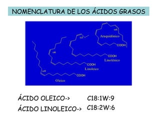 ÁCIDO OLEICO->   C18:1W:9 ÁCIDO LINOLEICO-> C18:2W:6 NOMENCLATURA DE LOS ÁCIDOS GRASOS 