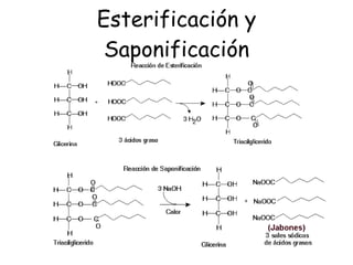 Esterificación y Saponificación 