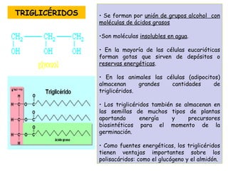 TRIGLICÉRIDOS Se forman por  unión de grupos alcohol  con moléculas de ácidos grasos Son moléculas  insolubles en agua . En la mayoría de las células eucarióticas forman gotas que sirven de depósitos o  reservas energéticas . En los animales las células (adipocitos) almacenan grandes cantidades de triglicéridos. Los triglicéridos también se almacenan en las semillas de muchos tipos de plantas aportando energía y precursores biosintéticos para el momento de la germinación. Como fuentes energéticas, los triglicéridos tienen ventajas importantes sobre los polisacáridos: como el glucógeno y el almidón. 