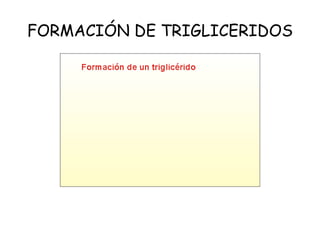FORMACIÓN DE TRIGLICERIDOS 
