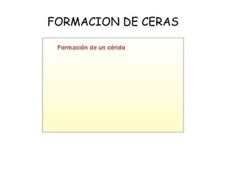FORMACION DE CERAS 