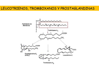 LEUCOTRIENOS, TROMBOXANOS Y PROSTAGLANDINAS 