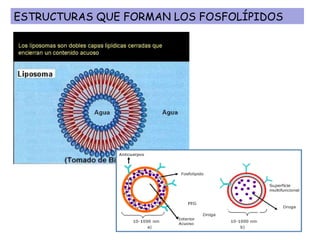 ESTRUCTURAS QUE FORMAN LOS FOSFOLÍPIDOS 
