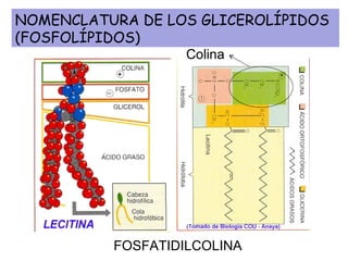 NOMENCLATURA DE LOS GLICEROLÍPIDOS (FOSFOLÍPIDOS) Colina FOSFATIDILCOLINA 