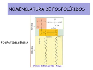NOMENCLATURA DE FOSFOLÍPIDOS FOSFATIDILSERINA 