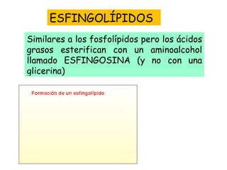 ESFINGOLÍPIDOS Similares a los fosfolípidos pero los ácidos grasos esterifican con un aminoalcohol llamado ESFINGOSINA (y no con una glicerina) 
