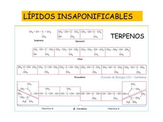 LÍPIDOS INSAPONIFICABLES TERPENOS 