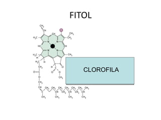 FITOL CLOROFILA 