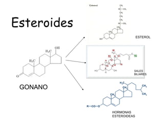 GONANO HORMONAS ESTEROIDEAS ESTEROL SALES BILIARES Esteroides 