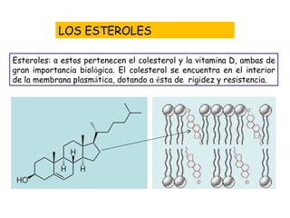 Esteroles: a estos pertenecen el colesterol y la vitamina D, ambas de gran importancia biol ó gica. El colesterol se encuentra en el interior de la membrana plasm á tica, dotando a  é sta de  rigidez y resistencia. LOS ESTEROLES http://biomodel.uah.es/biomodel-misc/anim/memb/fluidez.html 