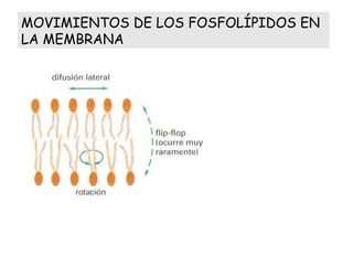MOVIMIENTOS DE LOS FOSFOLÍPIDOS EN LA MEMBRANA 