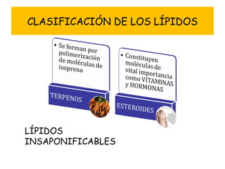 CLASIFICACIÓN DE LOS LÍPIDOS LÍPIDOS INSAPONIFICABLES 