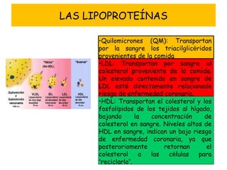 LAS LIPOPROTEÍNAS Quilomicrones (QM): Transportan por la sangre los triacilglic é ridos provenientes de la comida LDL: Transportan por sangre el colesterol proveniente de la comida. Un elevado contenido en sangre de LDL est á  directamente relacionado riesgo de enfermedad coronaria. HDL: Transportan el colesterol y los fosfol í pidos de los tejidos al hígado, bajando la concentración de colesterol en sangre. Niveles altos de HDL en sangre, indican un bajo riesgo de enfermedad coronaria, ya que posteroriomente retornan el colesterol a las c é lulas para  “ reciclarlo ” .  