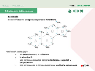 Biología 2º Bachillerato
6. Lípidos sin ácidos grasos
Esteroides
Son derivados del ciclopentano perhidro fenantreno
Tema 3. LOS LÍPIDOS
Pertenecen a este grupo
- los esteroles como el colesterol
- la vitamina D
- Las hormonas sexuales como testosterona, estradiol y
progesterona
- Las hormonas de la corteza suprarrenal cortisol y aldosterona
 