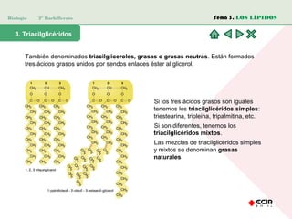 Biología 2º Bachillerato
3. Triacilglicéridos
También denominados triacilgliceroles, grasas o grasas neutras. Están formados
tres ácidos grasos unidos por sendos enlaces éster al glicerol.
Si los tres ácidos grasos son iguales
tenemos los triacilglicéridos simples:
triestearina, trioleina, tripalmitina, etc.
Si son diferentes, tenemos los
triacilglicéridos mixtos.
Las mezclas de triacilglicéridos simples
y mixtos se denominan grasas
naturales.
Tema 3. LOS LÍPIDOS
 
