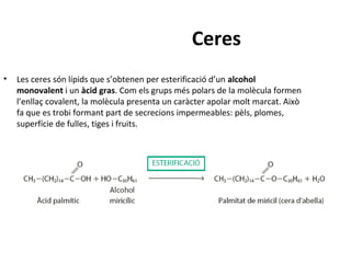 Ceres
• Les ceres són lípids que s’obtenen per esterificació d’un alcohol
monovalent i un àcid gras. Com els grups més polars de la molècula formen
l’enllaç covalent, la molècula presenta un caràcter apolar molt marcat. Això
fa que es trobi formant part de secrecions impermeables: pèls, plomes,
superfície de fulles, tiges i fruits.
 