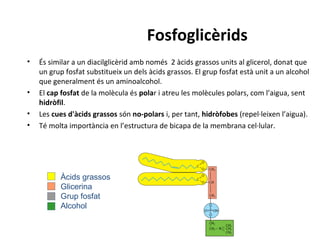 Fosfoglicèrids
• És similar a un diacilglicèrid amb només 2 àcids grassos units al glicerol, donat que
un grup fosfat substitueix un dels àcids grassos. El grup fosfat està unit a un alcohol
que generalment és un aminoalcohol.
• El cap fosfat de la molècula és polar i atreu les molècules polars, com l’aigua, sent
hidròfil.
• Les cues d'àcids grassos són no-polars i, per tant, hidròfobes (repel·leixen l’aigua).
• Té molta importància en l’estructura de bicapa de la membrana cel·lular.
Àcids grassos
Glicerina
Grup fosfat
Alcohol
 