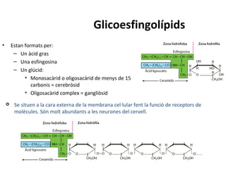 Glicoesfingolípids
• Estan formats per:
– Un àcid gras
– Una esfingosina
– Un glúcid:
• Monosacàrid o oligosacàrid de menys de 15
carbonis = cerebròsid
• Oligosacàrid complex = gangliòsid
 Se situen a la cara externa de la membrana cel·lular fent la funció de receptors de
molècules. Són molt abundants a les neurones del cervell.
 