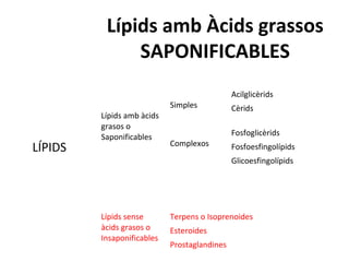 Lípids amb Àcids grassos
SAPONIFICABLES
LÍPIDS
Lípids amb àcids
grasos o
Saponificables
Simples
Acilglicèrids
Cèrids
Complexos
Fosfoglicèrids
Fosfoesfingolípids
Glicoesfingolípids
Lípids sense
àcids grasos o
Insaponificables
Terpens o Isoprenoides
Esteroides
Prostaglandines
 