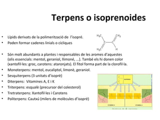 Terpens o isoprenoides
• Lípids derivats de la polimerització de l’isopré.
• Poden formar cadenes linials o cícliques
• Són molt abundants a plantes i responsables de les aromes d’aquestes
(olis essencials: mentol, geraniol, llimoné, ...). També els hi donen color
(xantofil·les: groc, carotens: ataronjats). El fitol forma part de la clorofil·la.
• Monoterpens: mentol, eucaliptol, limonè, geraniol.
• Sesquiterpens (3 unitats d’isoprè)
• Diterpens: Vitamines A, E i K
• Triterpens: esqualè (precursor del colesterol)
• Tretraterpens: Xantofil·les i Carotens
• Politerpens: Cautxú (milers de molècules d’isopré)
 