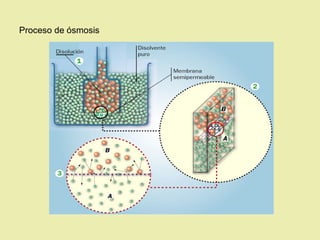 Proceso de ósmosis
 