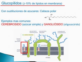 Glucopílidos (2-10% de lípidos en membrana)
Con sustituciones de azucares: Cabeza polar
Ejemplos mas comunes:
CEREBROSIDO (azúcar simple) y GANGLIÓSIDO (oligosacárido)
 
