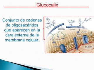 Glucocalix
Conjunto de cadenas
de oligosacáridos
que aparecen en la
cara externa de la
membrana celular.
 