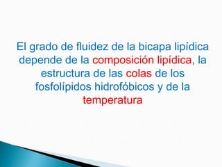 El grado de fluidez de la bicapa lipídica
depende de la composición lipídica, la
estructura de las colas de los
fosfolípidos hidrofóbicos y de la
temperatura
 