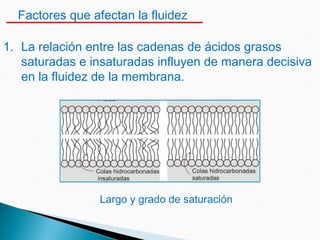 Factores que afectan la fluidez
1. La relación entre las cadenas de ácidos grasos
saturadas e insaturadas influyen de manera decisiva
en la fluidez de la membrana.
Largo y grado de saturación
 